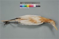 藏品(黃頭鷺)的圖片